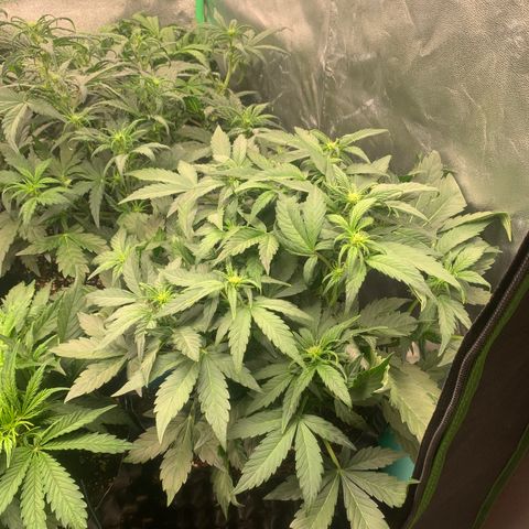 Amnesia Nr 4 growlog timeline photo