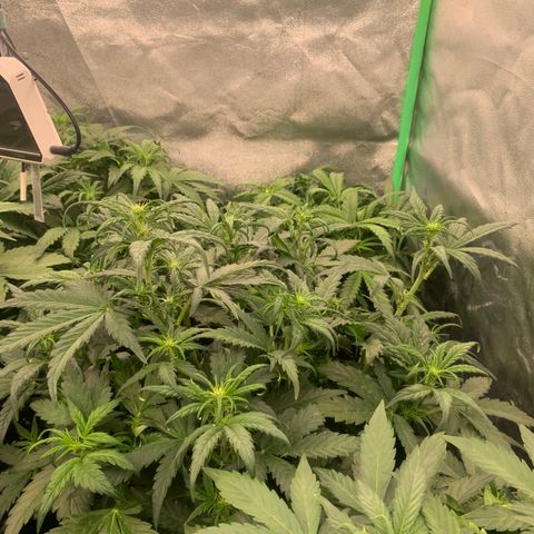 Amnesia Nr 4 growlog timeline photo