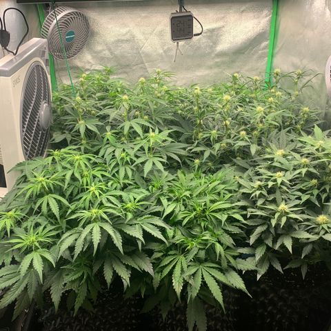 Amnesia Nr 4 growlog timeline photo