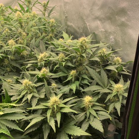 Amnesia Nr 4 growlog timeline photo