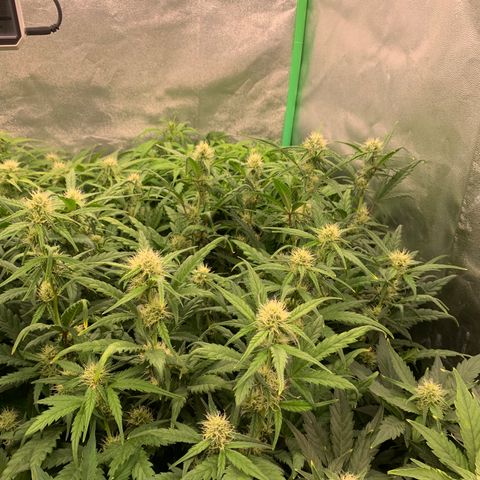 Amnesia Nr 4 growlog timeline photo
