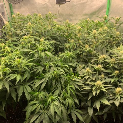 Amnesia Nr 4 growlog timeline photo