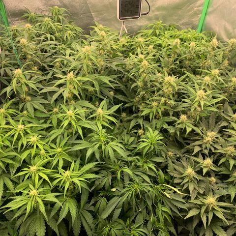Amnesia Nr 4 growlog timeline photo