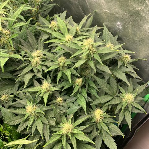 Amnesia Nr 4 growlog timeline photo