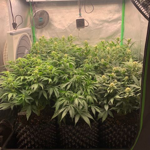 Amnesia Nr 4 growlog timeline photo