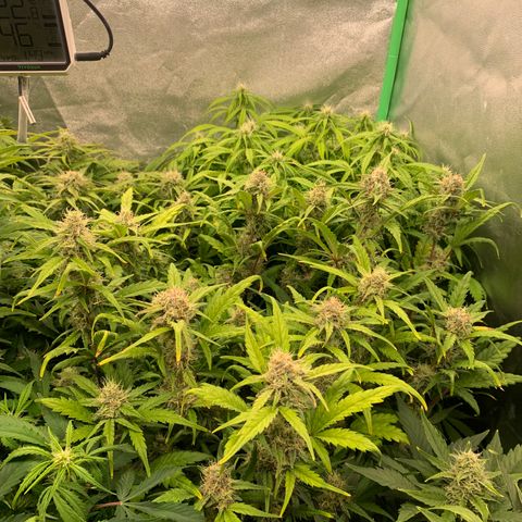 Amnesia Nr 4 growlog timeline photo