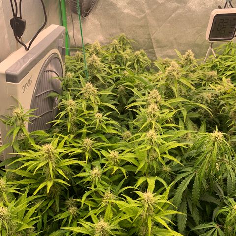 Amnesia Nr 4 growlog timeline photo