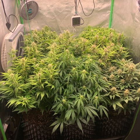 Amnesia Nr 4 growlog timeline photo