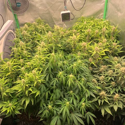 Amnesia Nr 4 growlog timeline photo