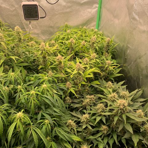 Amnesia Nr 4 growlog timeline photo