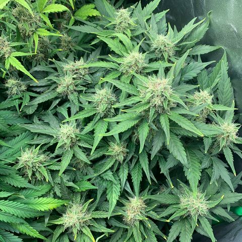 Amnesia Nr 4 growlog timeline photo