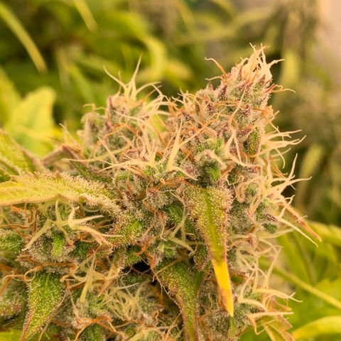 Amnesia Nr 4 growlog timeline photo