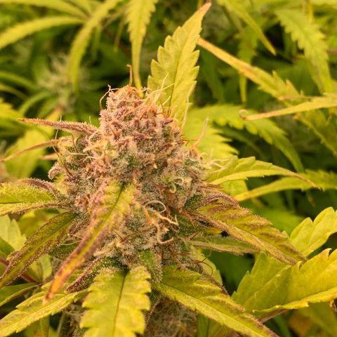 Amnesia Nr 4 growlog timeline photo