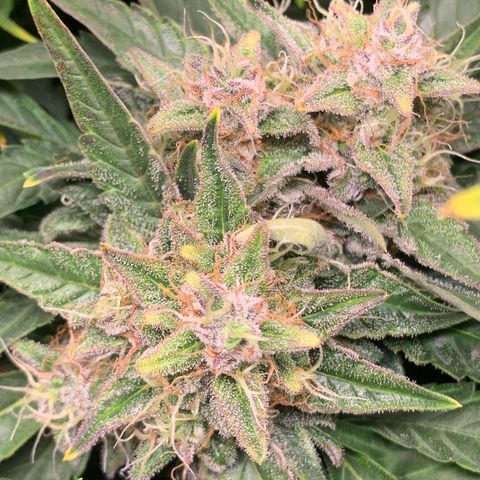 Amnesia Nr 4 growlog timeline photo