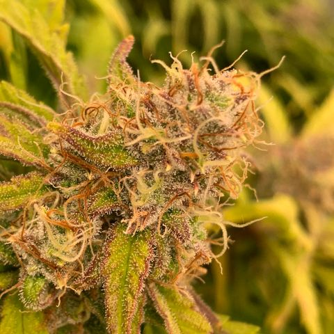 Amnesia Nr 4 growlog timeline photo