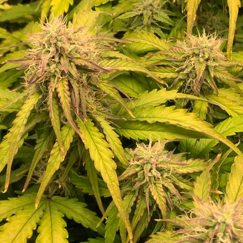 Amnesia Nr 4 growlog timeline photo