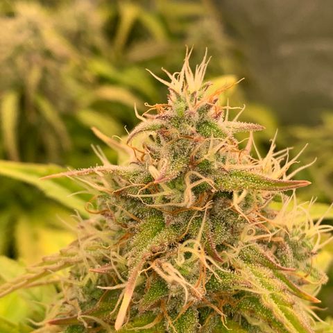 Amnesia Nr 4 growlog timeline photo