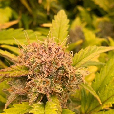 Amnesia Nr 4 growlog timeline photo