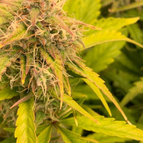Amnesia Nr 4 growlog timeline photo