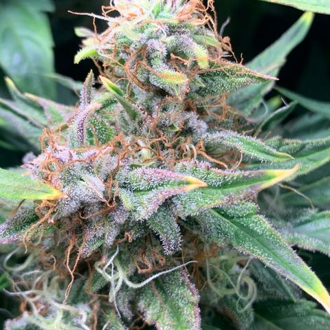 Amnesia Nr 4 growlog timeline photo