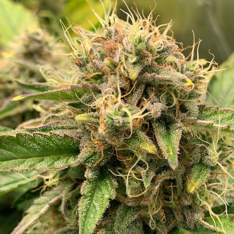Amnesia Nr 4 growlog timeline photo