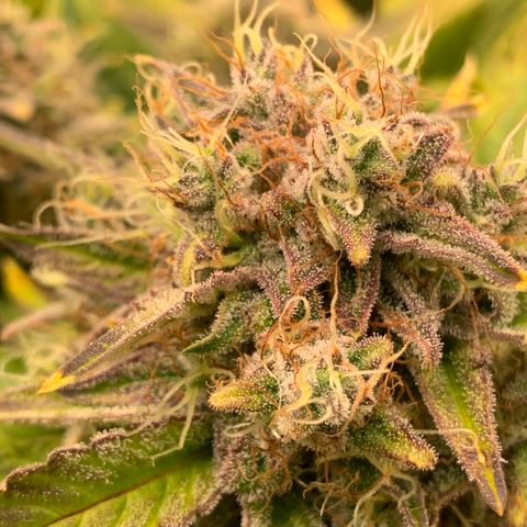 Amnesia Nr 4 growlog timeline photo