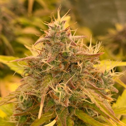 Amnesia Nr 4 growlog timeline photo