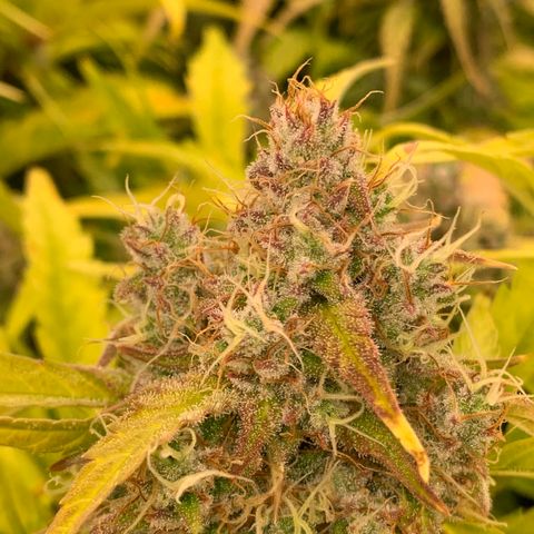 Amnesia Nr 4 growlog timeline photo