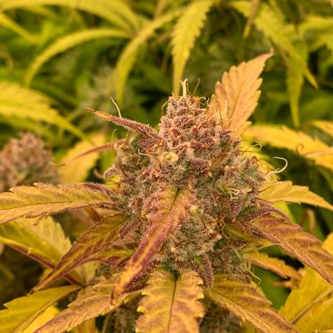 Amnesia Nr 4 growlog timeline photo
