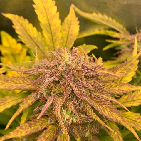 Amnesia Nr 4 growlog timeline photo