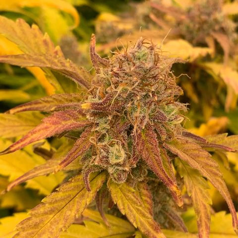 Amnesia Nr 4 growlog timeline photo