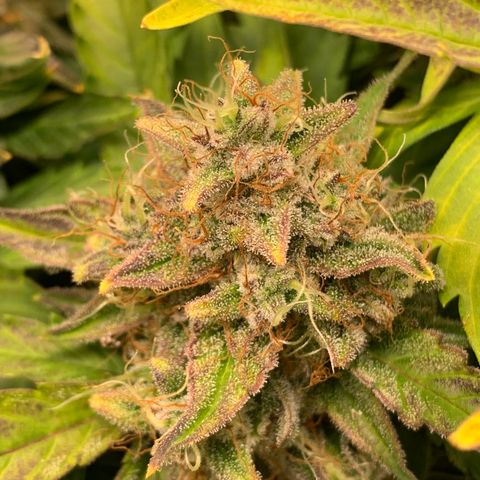 Amnesia Nr 4 growlog timeline photo