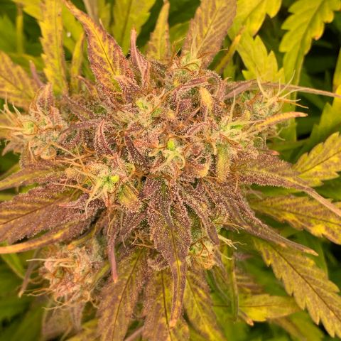 Amnesia Nr 4 growlog timeline photo