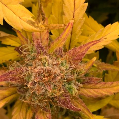 Amnesia Nr 4 growlog timeline photo