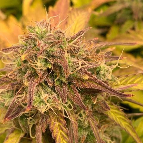 Amnesia Nr 4 growlog timeline photo