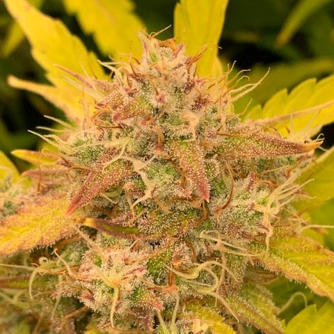 Amnesia Nr 4 growlog timeline photo