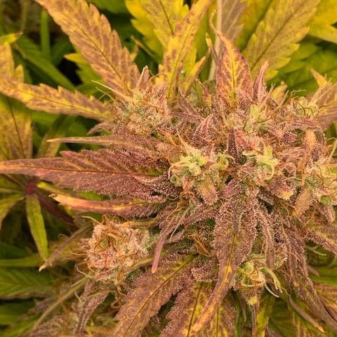 Amnesia Nr 4 growlog timeline photo