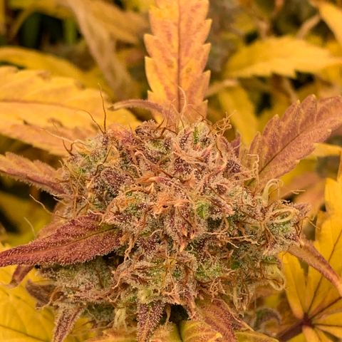 Amnesia Nr 4 growlog timeline photo