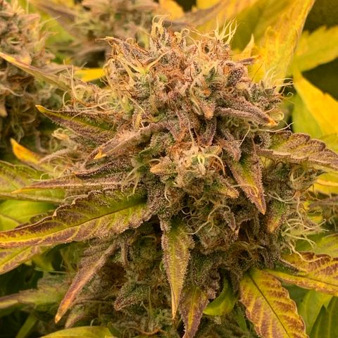Amnesia Nr 4 growlog timeline photo