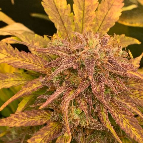 Amnesia Nr 4 growlog timeline photo