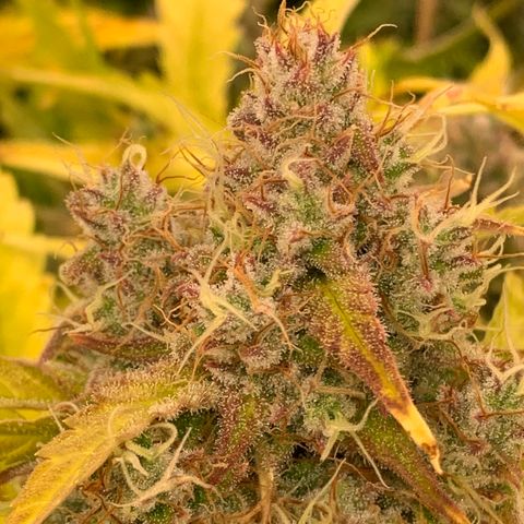 Amnesia Nr 4 growlog timeline photo