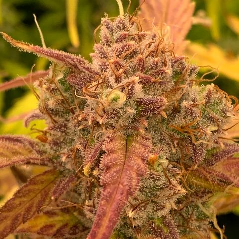 Amnesia Nr 4 growlog timeline photo