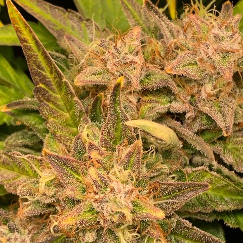 Amnesia Nr 4 growlog timeline photo