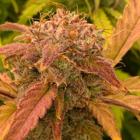 Amnesia Nr 4 growlog timeline photo