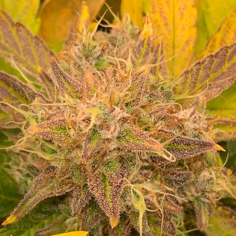 Amnesia Nr 4 growlog timeline photo