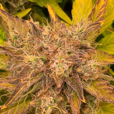 Amnesia Nr 4 growlog timeline photo