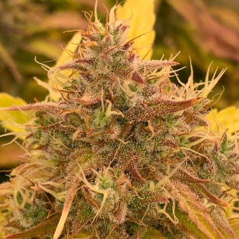 Amnesia Nr 4 growlog timeline photo