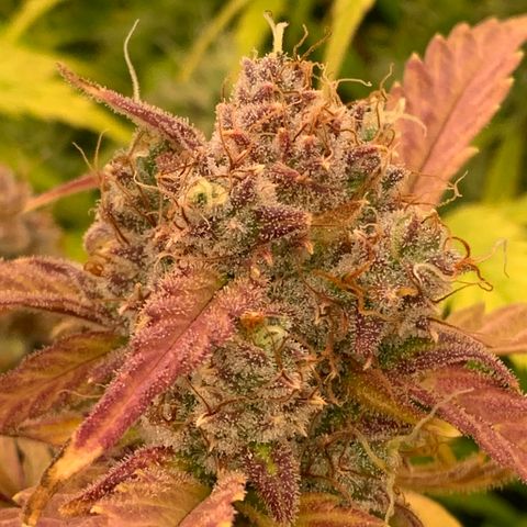 Amnesia Nr 4 growlog timeline photo