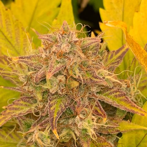 Amnesia Nr 4 growlog timeline photo