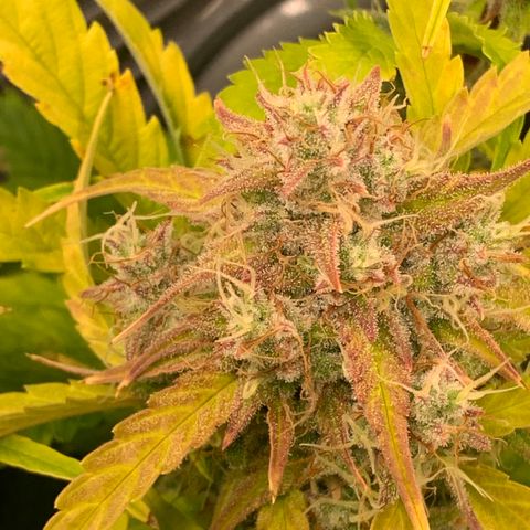 Amnesia Nr 4 growlog timeline photo